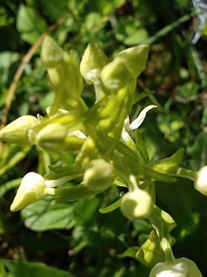 photo of Greater Butterfly Orchid