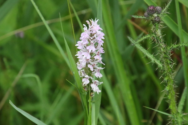 photo of Common Spotted Orchid