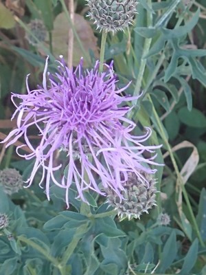 photo of Greater Knapweed