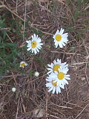 photo of Scented Mayweed
