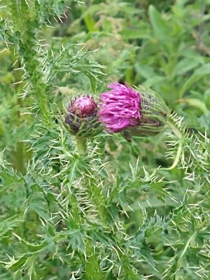 photo of Plumeless Thistle