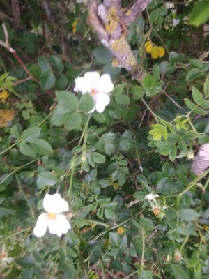 photo of Common Dog Rose