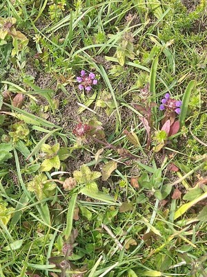 photo of Selfheal