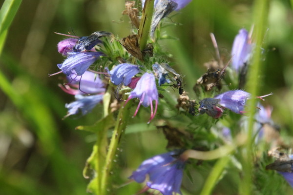 photo of Vipers Bugloss