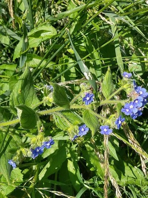 photo of Green Alkanet