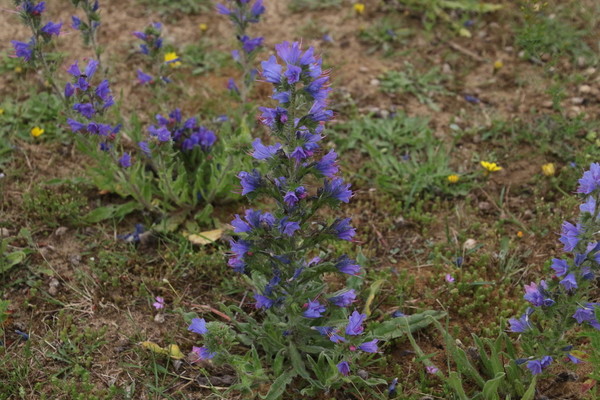 photo of Vipers Bugloss