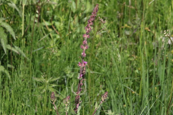 photo of Purple Loosestrife