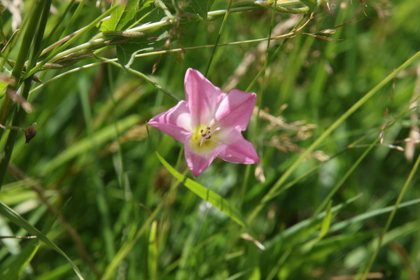 photo of Field Bindweed