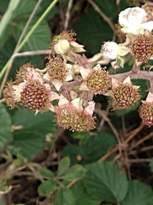 photo of Elm Leaved Bramble