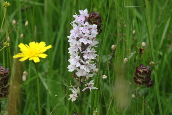 photo of Common Spotted Orchid