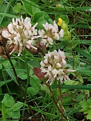 photo of White Clover