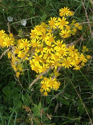 photo of Ragwort