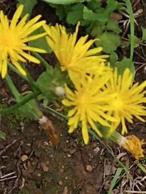 photo of Rough Hawk's Beard