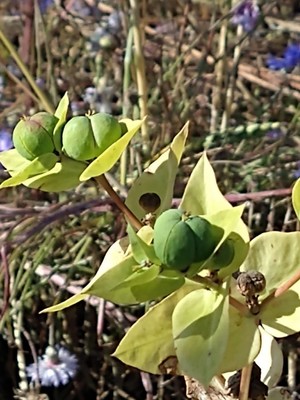 photo of Caper Spurge