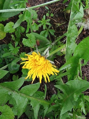 photo of Dandelion