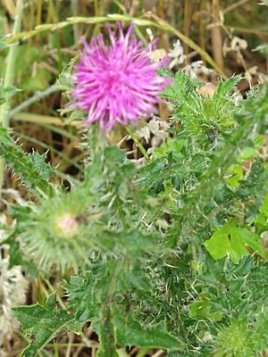 photo of Plumeless Thistle
