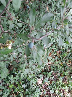 photo of Blackthorn