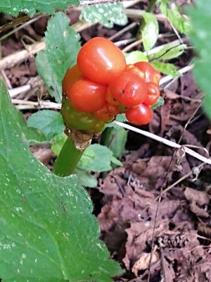 photo of Italian Arum