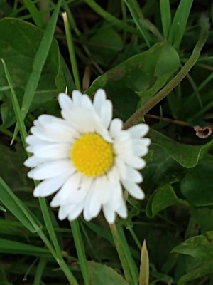 photo of Daisy