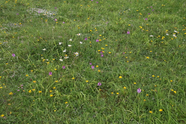 photo of Pyramidal Orchid