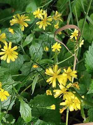 photo of Nipplewort
