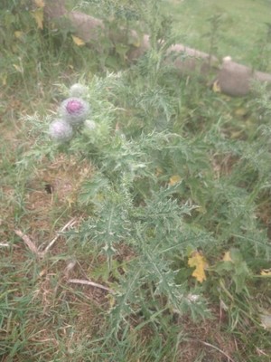 photo of Spear Thistle