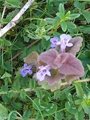 photo of Ground Ivy