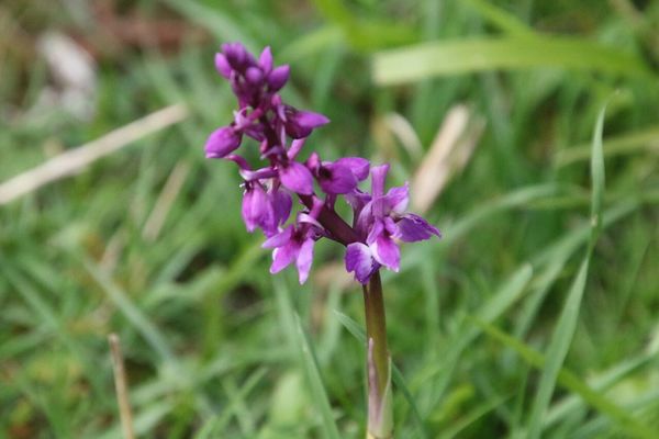 photo of Early Purple Orchid