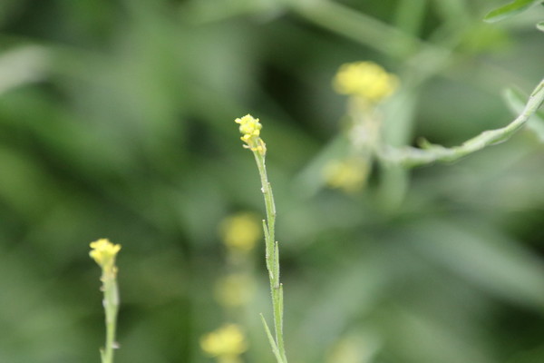 photo of Hedge Mustard