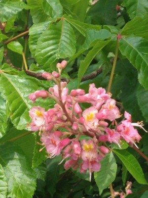 photo of Red Buckeye