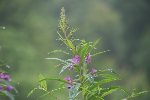 photo of Rosebay Willowherb