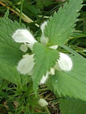 photo of White Dead Nettle