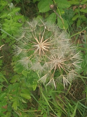 photo of Goat's Beard