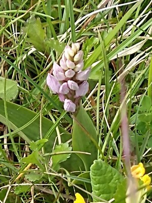 photo of Military Orchid