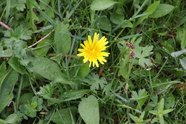 photo of Dandelion