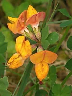 photo of Bird's Foot Trefoil