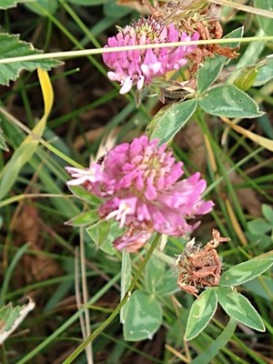 photo of Red Clover