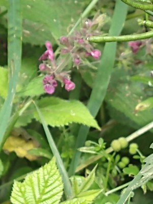 photo of Hedge Woundwort