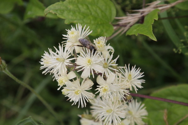photo of Traveller's Joy