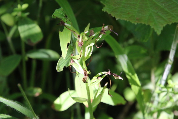 photo of Lesser Butterfly Orchid