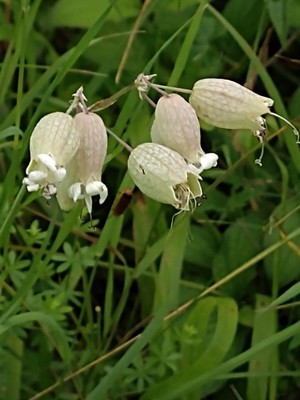 photo of Bladder Campion