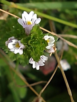 photo of Eyebright