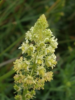 photo of Wild Mignonette