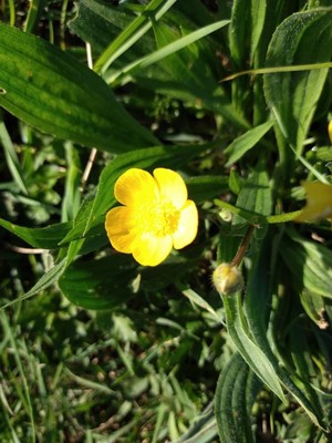 photo of Creeping Buttercup