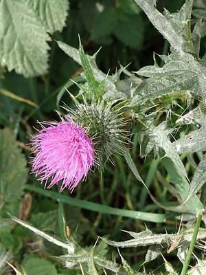 photo of Spear Thistle