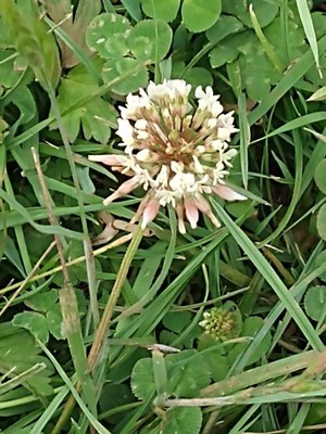 photo of White Clover