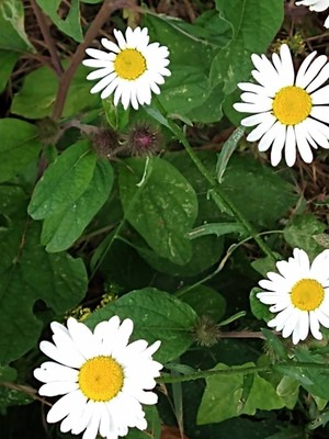 photo of Oxeye Daisy