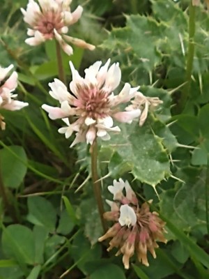 photo of White Clover