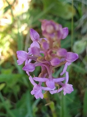 photo of Chalk Fragrant Orchid