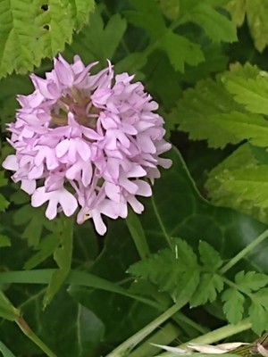 photo of Pyramidal Orchid